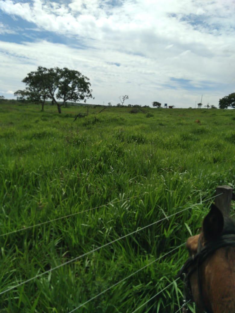 Fazenda muito bem localizada próximo a Curvelo e a Presidente Juscelino, fica a 5km do asfalto.