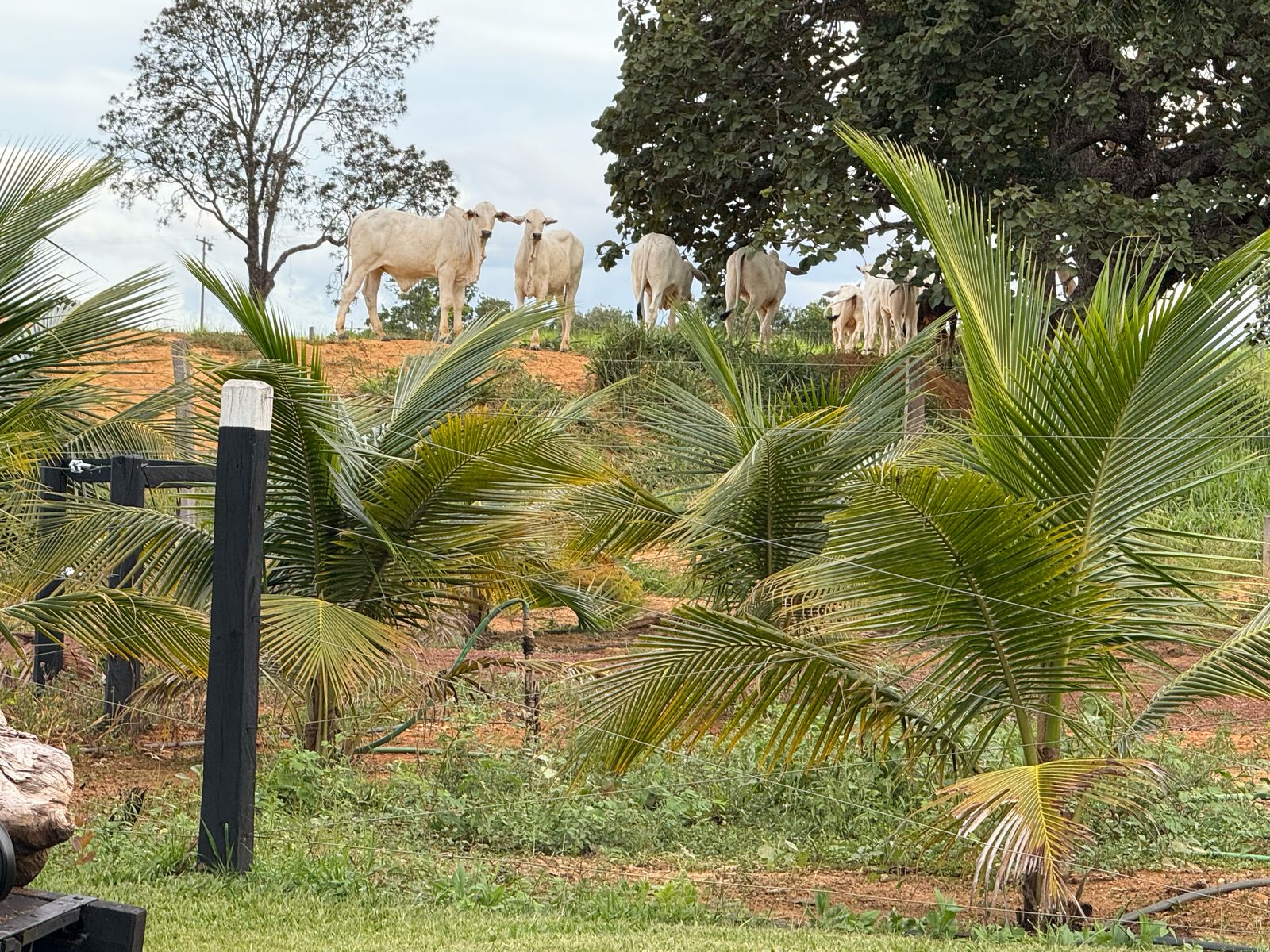 Vendo uma excelente fazenda No Morro da Garça / Corinto
